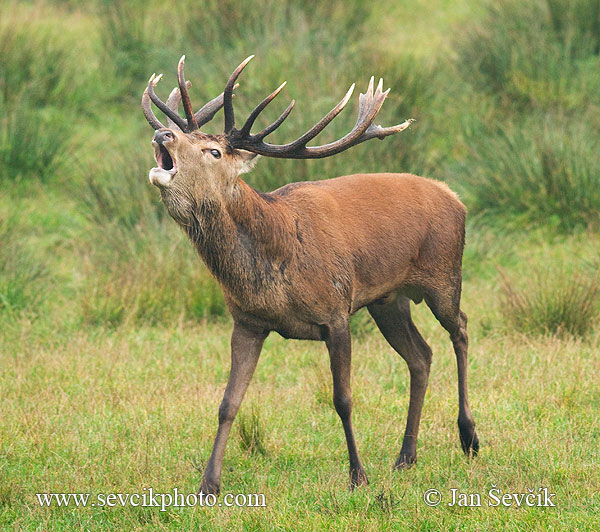 cervus-elaphus-jelen-4